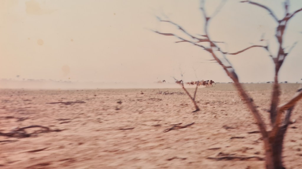 Rawlinna (1984-1996) – Wild Horses and&nbsp;Bulls